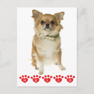 Hallo Chihuahua Welpen Hund Postkarte