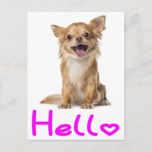 Hallo Chihuahua Welpen Hund Postkarte