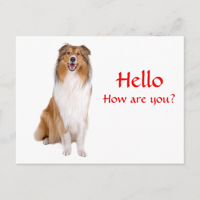 Hallo Collie Puppy Dog Grußkarte Postkarte (Vorderseite)