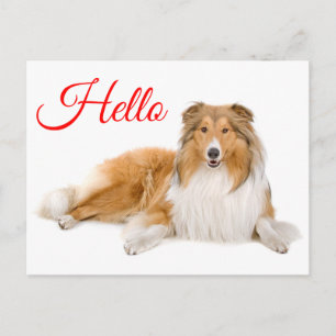 Hallo Collie Welpe Hund Lassie Ich denke an Dich Postkarte
