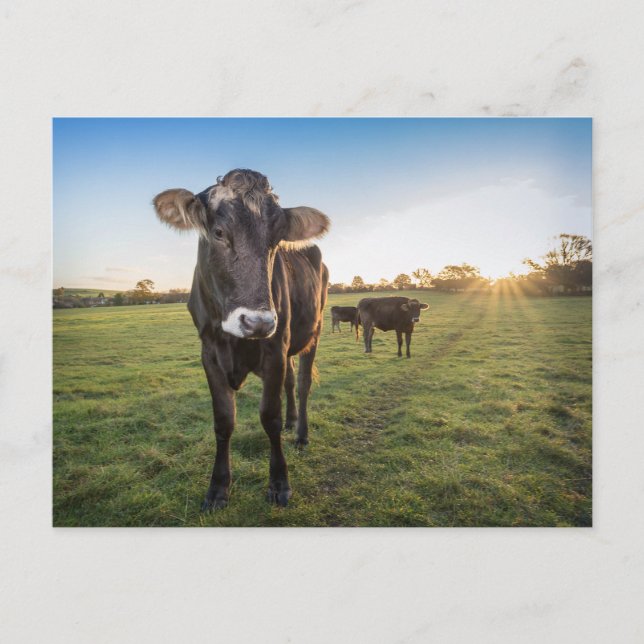 Hallo da sagte die Kuh Postkarte (Vorderseite)