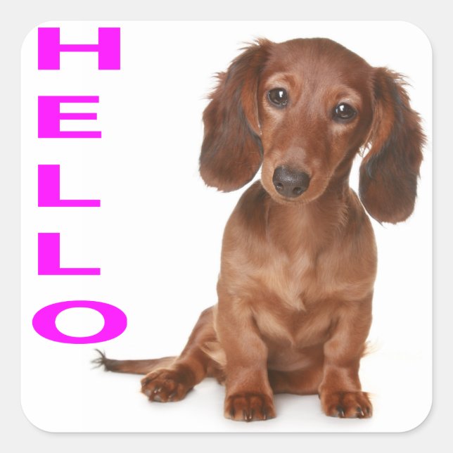 Hallo Dackel Welpen Hundeaufkleber / Label Quadratischer Aufkleber (Vorderseite)