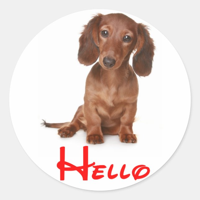 Hallo Dackel Welpen Hundeaufkleber / Label Runder Aufkleber (Vorderseite)