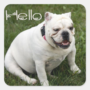 Hallo Englisch Bulldogge Welpe Hund Aufkleber / Et
