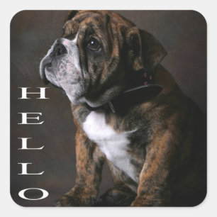 Hallo Englisch Bulldogge Welpe Hund Aufkleber / Et
