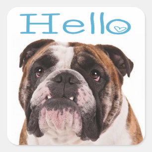 Hallo Englisch Bulldogge Welpe Hund Herz Aufkleber