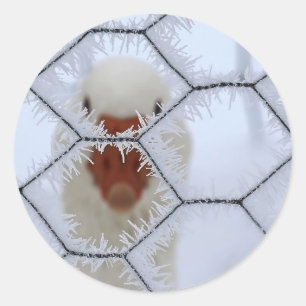 Hallo ! Ente hinter mattiertem Zaun Runder Aufkleber