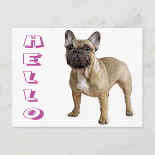 Hallo Französische Bulldogge Welpen Postkarte