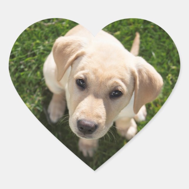 Hallo! (gelber Labrador Retriever Welpe) Herz-Aufkleber (Vorderseite)