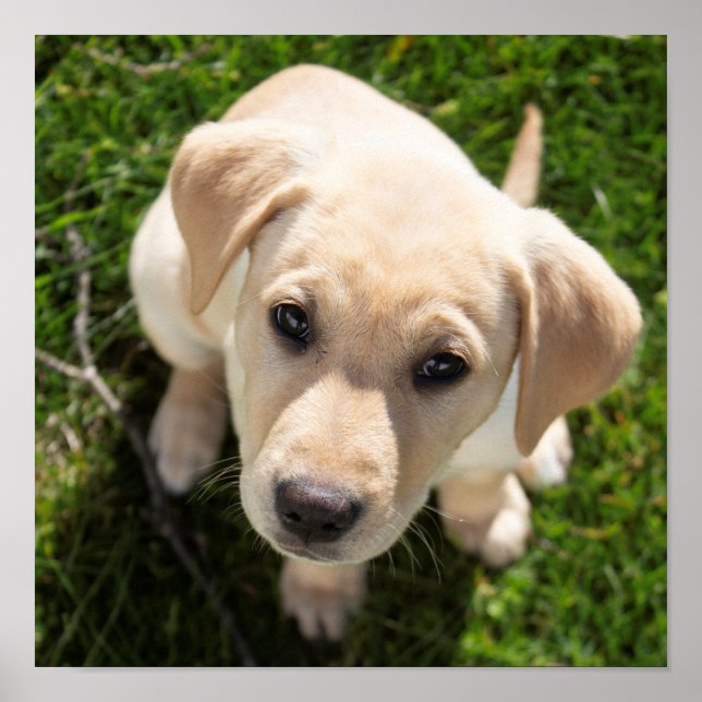 Hallo! (gelber Labrador Retriever Welpe) Poster (Vorne)
