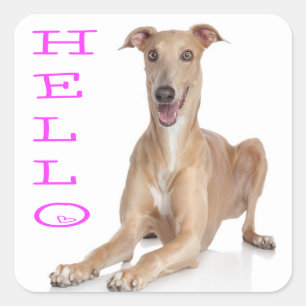 Hallo Greyhound Welpen Hund Quadratischer Aufkleber