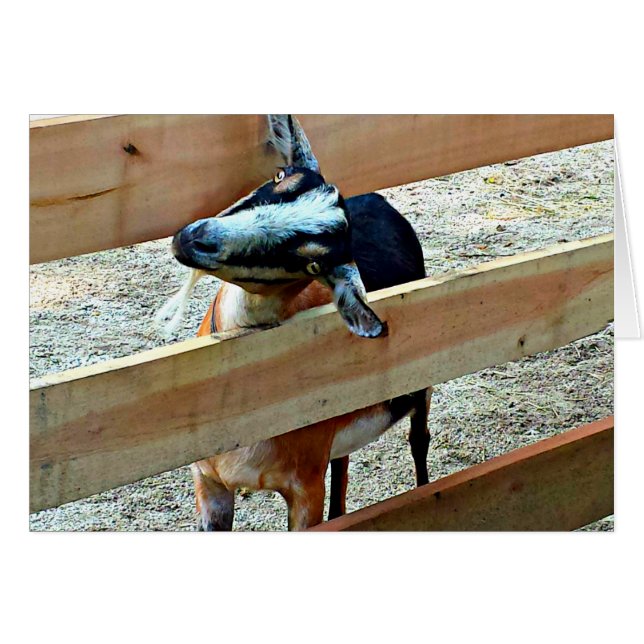 Hallo! Grußkarte (Vorderseite (Horizontal))