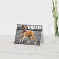 Hallo / Hi Boxer Welpe Hund - Vers