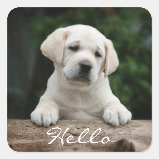 Hallo / Hi Labrador Retriever Puppy Dockingkleber Quadratischer Aufkleber (Vorderseite)