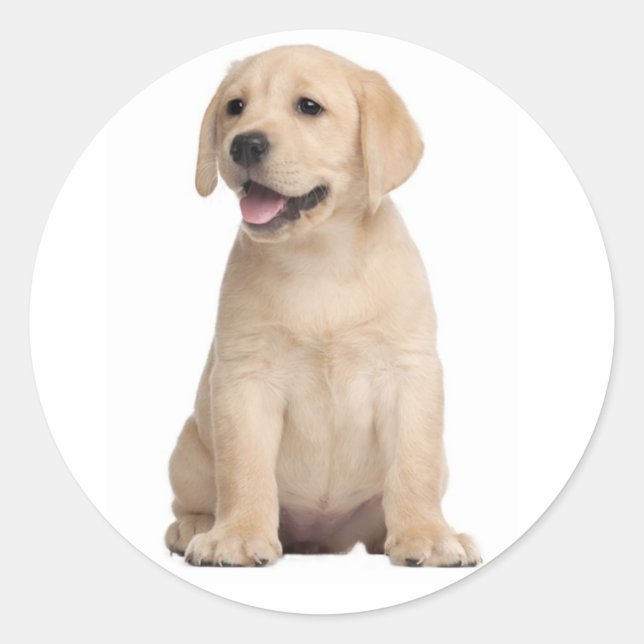 Hallo / Hi Labrador Retriever Welpe Hunde Stickers (Vorderseite)