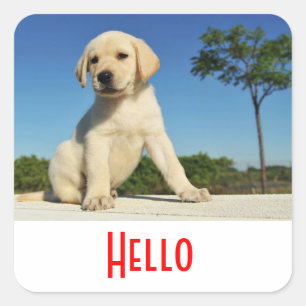 Hallo / Hi Labrador Retriever Welpen Hund Aufklebe Quadratischer Aufkleber