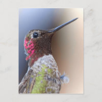 Hallo Hummingbird
