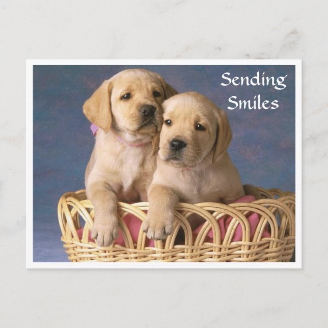 Hallo Labrador Retriever Puppy Post Card Postkarte (Vorderseite)