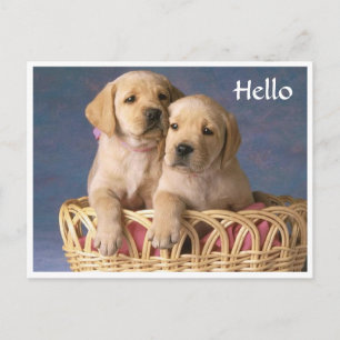 Hallo Labrador Retriever Welpen Grußpostkarte Postkarte