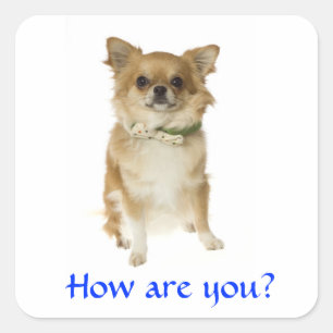 Hallo Langhaarige Chihuahua Welpen Hundekleber Quadratischer Aufkleber
