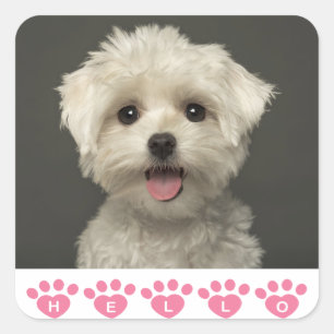 Hallo Maltese Puppy Hund Stickers / Siegel