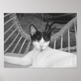 Hallo, Meow.. Poster