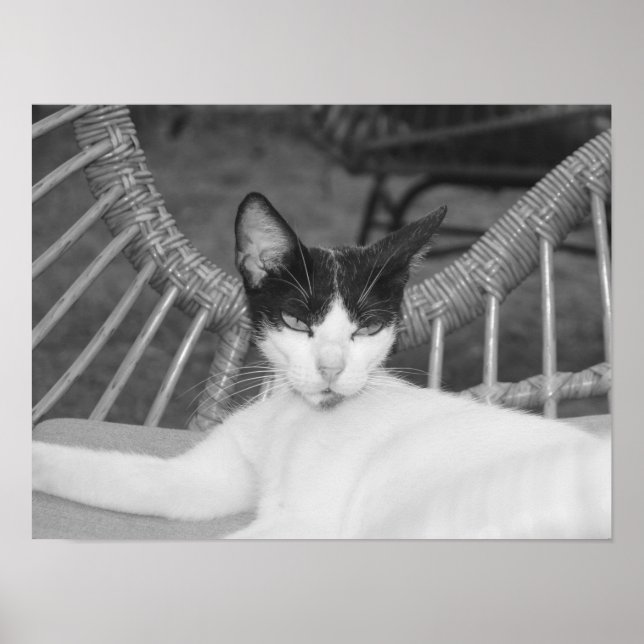 Hallo, Meow.. Poster (Vorne)