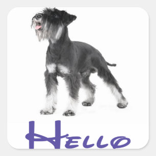 Hallo Miniaturschnauzer-Welpenhund-Aufkleber Quadratischer Aufkleber