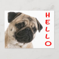 Hallo Mops Welpe Hund Gruß Postkarte