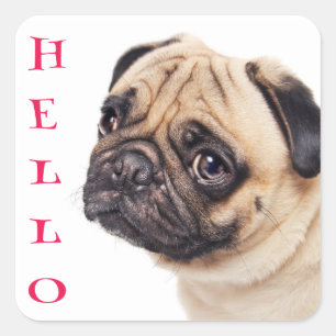 Hallo Mops Welpen Hund Gruß Aufkleber