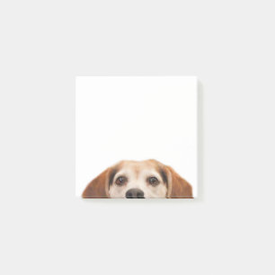 Hallo Niedlicher Funny Beagle Hund Moderne Moderne Post-it Klebezettel
