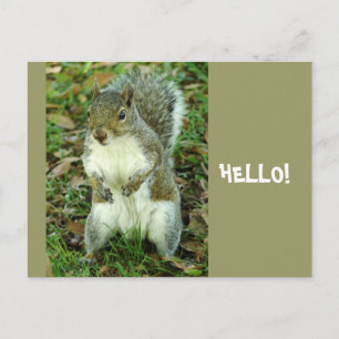 Hallo, Niedliches stehendes Eichhörnchen Postkarte