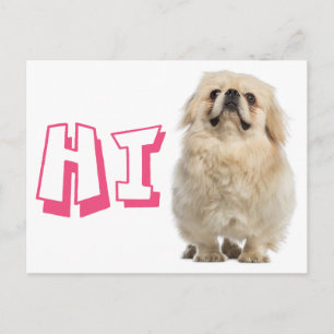 Hallo Pekinese Welpen-Hund Postkarte