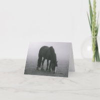 Hallo Pferd Reittiere Western Miss You Liebe