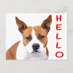 Hallo Pit Bull Welpen Hund Leere Postkarte