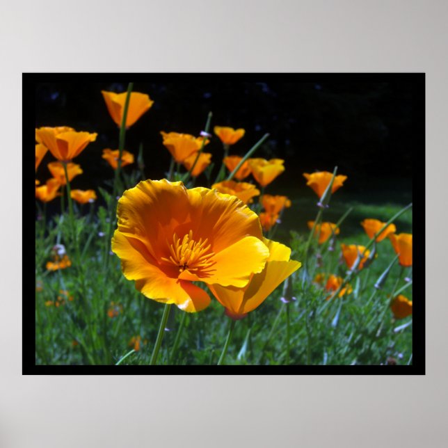 Hallo Poppies Große Posters & Prints Poster (Vorne)