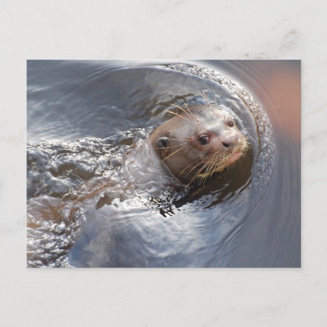 Hallo! Postkarte (Vorderseite)