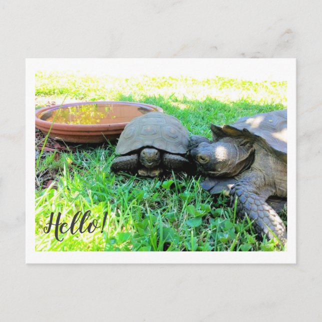 Hallo! Postkarte (Vorderseite)