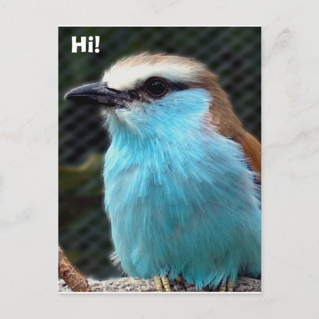 Hallo! Postkarte (Vorderseite)