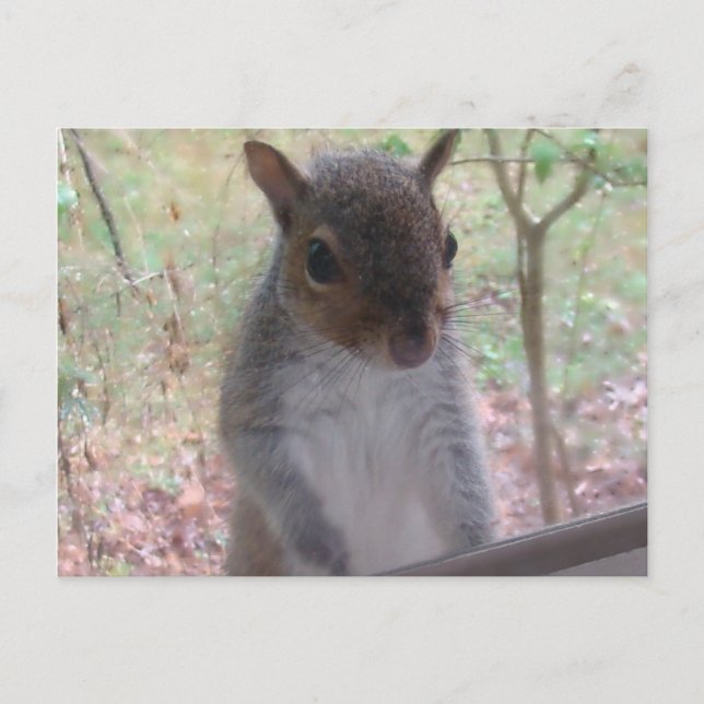 Hallo! Postkarte (Vorderseite)