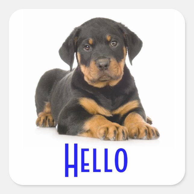 Hallo Rottweiler Puppy Dog Grußkleber Quadratischer Aufkleber (Vorderseite)