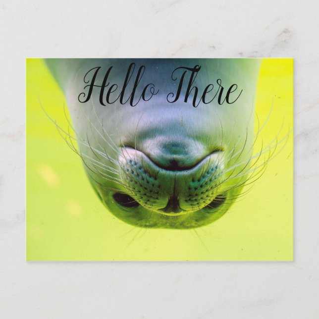Hallo Seehund Postkarte (Vorderseite)