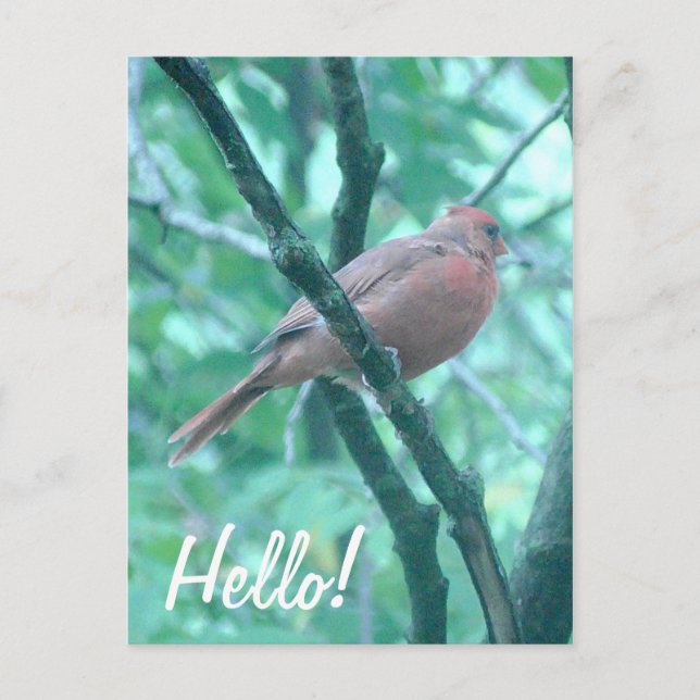 Hallo ! Sprichwort Hi Kardinal auf Zweigniederlass Postkarte (Vorderseite)