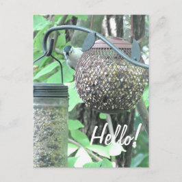 Hallo ! Sprichwort Hi Niedlich Bird auf Vogelzufüh Postkarte