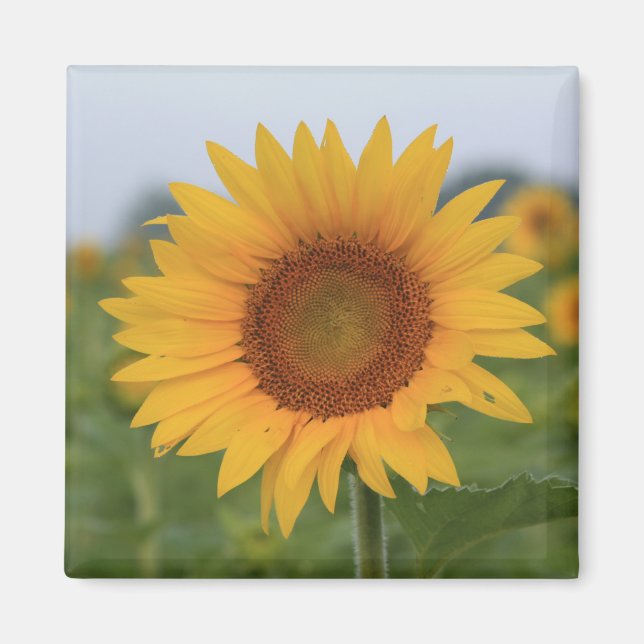 Hallo Sunflower Magnet (Vorne)