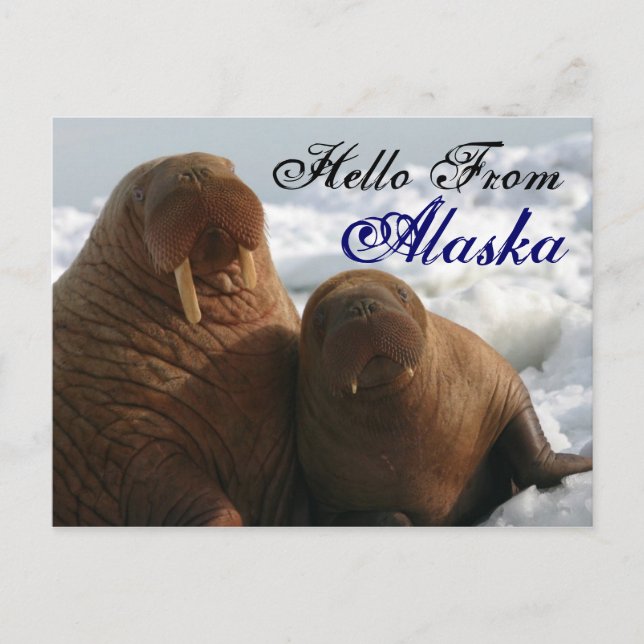 Hallo von Alaska Walrus Post Card Postkarte (Vorderseite)