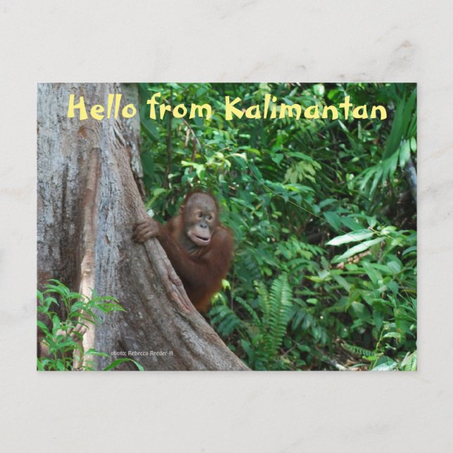 Hallo von Kalimantan Borneo Indonesien Postkarte (Vorderseite)