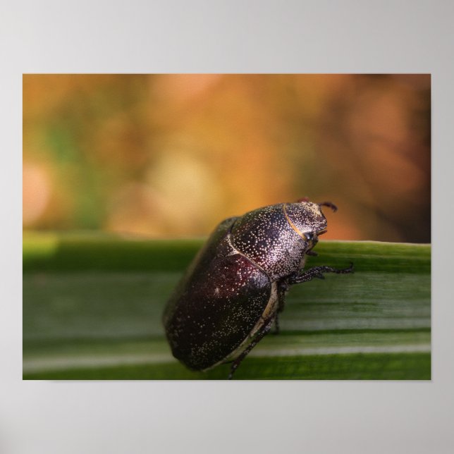 Hallo Welt! Poster (Vorne)