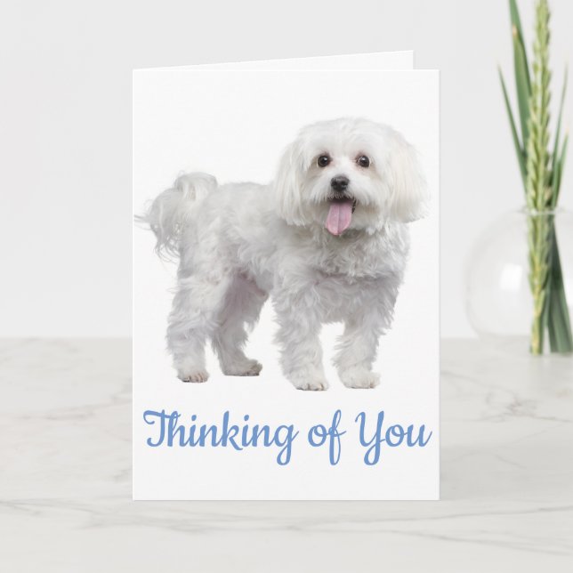 Hallo White Maltese Welpe Hund Denken Sie an Sie Karte (Vorderseite)