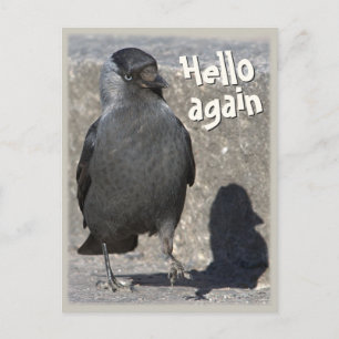 Hallo wieder CC0518 Jackdaw Postcard Postkarte